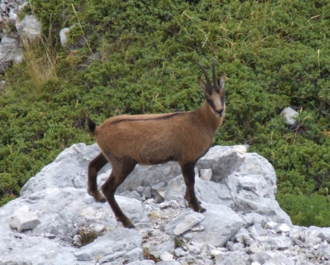 Camoscio d''Abruzzo Rupicapra pyrenaica ornata